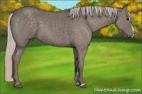 Horse Color:Silver Blue Roan Sabino