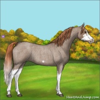 Horse Color:Liver Red Dun Roan Splash Frame Rabicano 