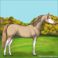 Horse Color:Red Dun Roan Splash Frame Rabicano 