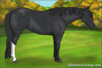 Horse Color:Black 