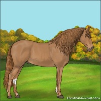 Horse Color:Red Roan 