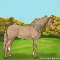 Horse Color:Red Roan 