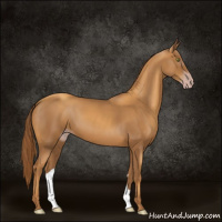 Horse Color:Gray Gold Champagne 
