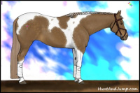 Horse Color:Chocolate Palomino Tobiano