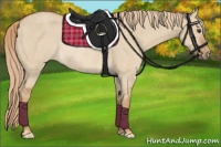 Horse Color:Red Dun Rabicano 