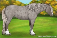 Horse Color:Silver Blue Roan Sabino 