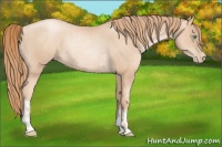 Horse Color:Gold Champagne Pearl Rabicano  and Gold Champagne Pearl Rabicano 