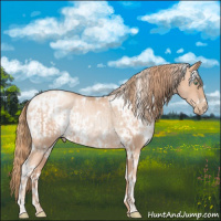 Horse Color:White Spotted Gold Champagne Pearl Rabicano and White Spotted Gold Champagne Pearl Rabicano