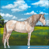 Horse Color:White Spotted Gold Champagne Pearl Rabicano  and White Spotted Gold Champagne Pearl Rabicano 