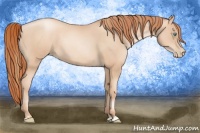 Horse Color:Gold Champagne Pearl Rabicano and Amber Champagne Pearl Rabicano