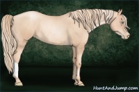 Horse Color:Gold Champagne Pearl Rabicano and Gold Champagne Pearl Rabicano