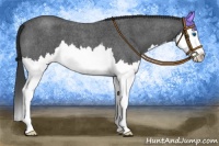 Horse Color:Blue Roan Splash 