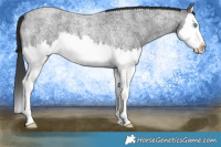 Horse Color:Blue Roan Splash 