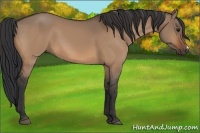Horse Color:Bay Dun
