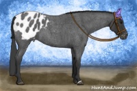 Horse Color:Blue Roan Appaloosa 
