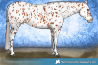 Horse Color:Bay Tobiano Near Leopard 