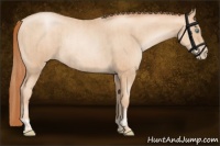 Horse Color:Gold Champagne Pearl Rabicano  and Sable Champagne Pearl Rabicano 