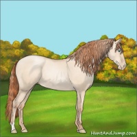 Horse Color:Gold Champagne Pearl Dun Rabicano and Sable Champagne Pearl Dun Rabicano
