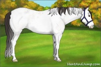Horse Color:White Spotted Bay Splash Tobiano 