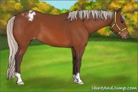 Horse Color:Silver Bay Appaloosa 