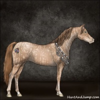 Horse Color:Gold Champagne Pearl Rabicano  and Liver Chestnut Pearl Rabicano 