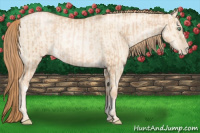 Horse Color:Gold Champagne Pearl Rabicano  and Gold Champagne Pearl Dun Rabicano 