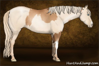Horse Color:Gray Gold Champagne Pearl Rabicano  and Gold Champagne Pearl Dun Rabicano 