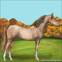 Horse Color:Gold Champagne Pearl Rabicano  and Gray Gold Champagne Pearl Rabicano 