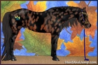 Horse Color:Void Bay Appaloosa 