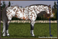 Horse Color:Bay Splash Near Leopard 