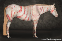 Horse Color:Gold Champagne Pearl Rabicano and Gold Champagne Pearl Rabicano