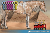 Horse Color:Liver Chestnut Pearl Sabino Tobiano Appaloosa Rabicano  and Gray White Spotted Gold Cream Champagne Pearl Tobiano Appaloosa Rabicano 