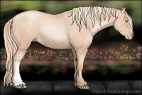 Horse Color:Gold Champagne Pearl Rabicano and Gold Champagne Pearl Rabicano