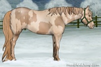 Horse Color:Liver Chestnut Pearl Rabicano and Gold Champagne Pearl Rabicano