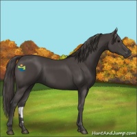 Horse Color:Smoky Black 