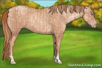 Horse Color:Gold Champagne Pearl Rabicano and Gold Champagne Rabicano