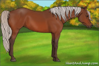 Horse Color:Silver Bay 