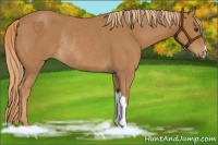 Horse Color:Chestnut Rabicano 