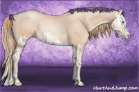 Horse Color:Gold Champagne Pearl Rabicano  and Gold Champagne Pearl Splash Rabicano 