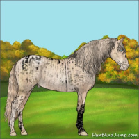Horse Color:Void Gold Champagne Pearl Tobiano Rabicano  and Void Gold Champagne Pearl Rabicano 