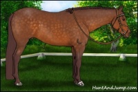 Horse Color:Chocolate Buckskin 