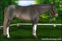 Horse Color:Liver Chestnut Mushroom