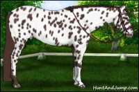 Horse Color:Liver Chestnut Appaloosa 
