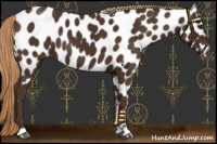 Horse Color:Liver Chestnut Appaloosa 