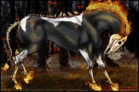 Horse Color:Black Tobiano Rabicano