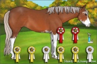 Horse Color:Silver Bay Sabino 