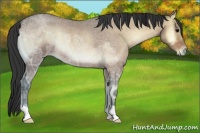 Horse Color:Bay Ice Roan Onyx Rabicano 