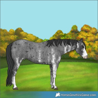 Horse Color:White Spotted Blue Roan 