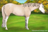 Horse Color:Gold Champagne Pearl Rabicano  and Gold Champagne Pearl Splash Rabicano 