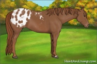 Horse Color:Chestnut Appaloosa